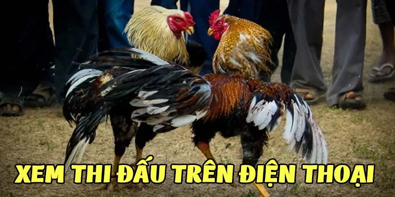 Xem các trận đá gà trực tuyến trực tiếp trên điện thoại